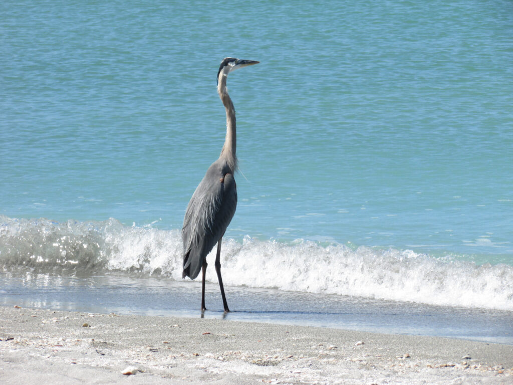 Photograph is the property of NetVision Technologies